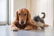 Eine Katze hoert einem Hund zu. Hunde und Katzen haben das typische Gehör von Jägern.